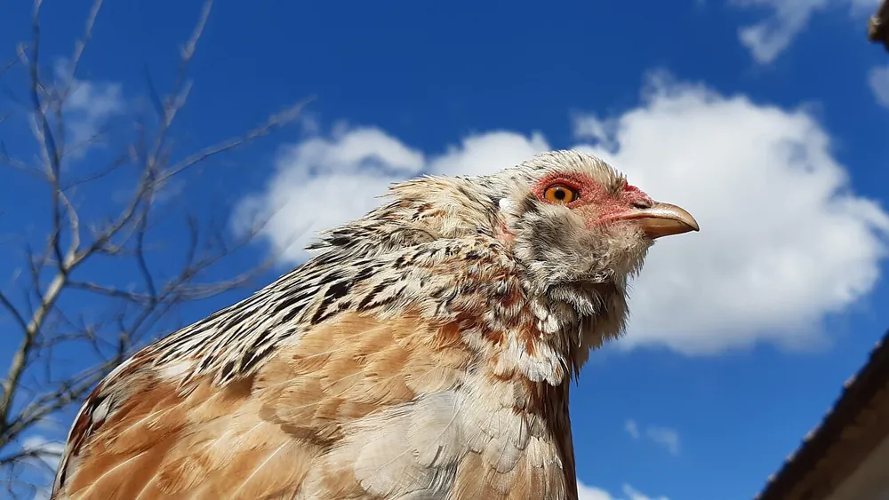 Araucana