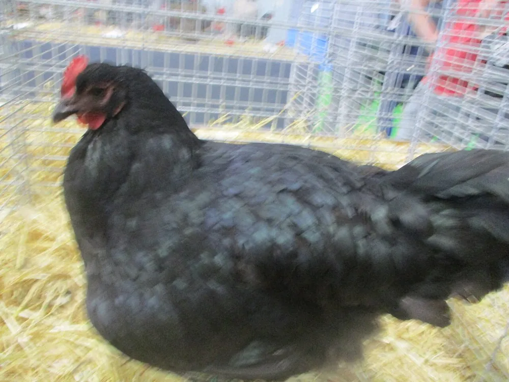 Australorp