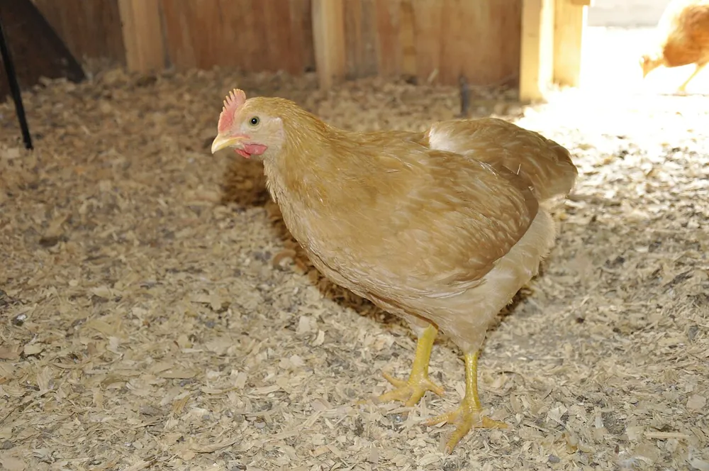 Buff Orpington