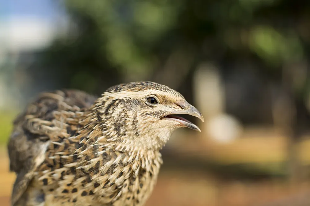 Coturnix Quail