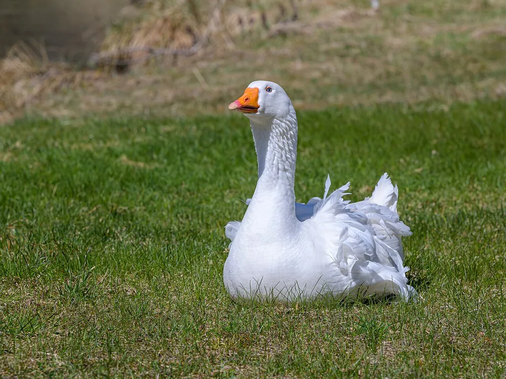 Embden Goose