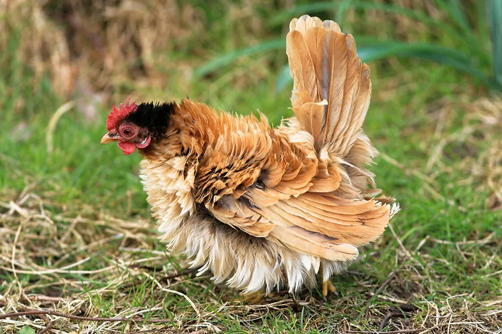 Frizzle