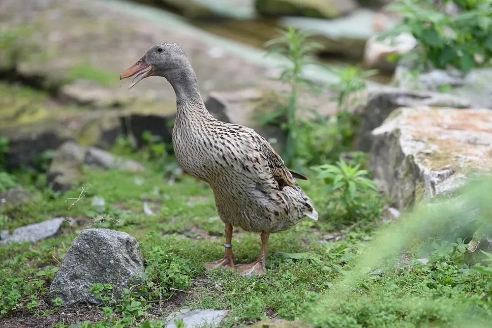 Indian Runner Duck