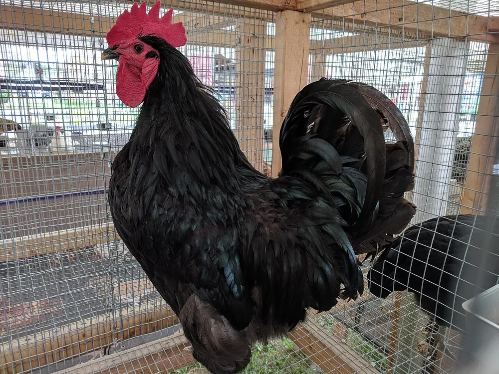 Jersey Giant