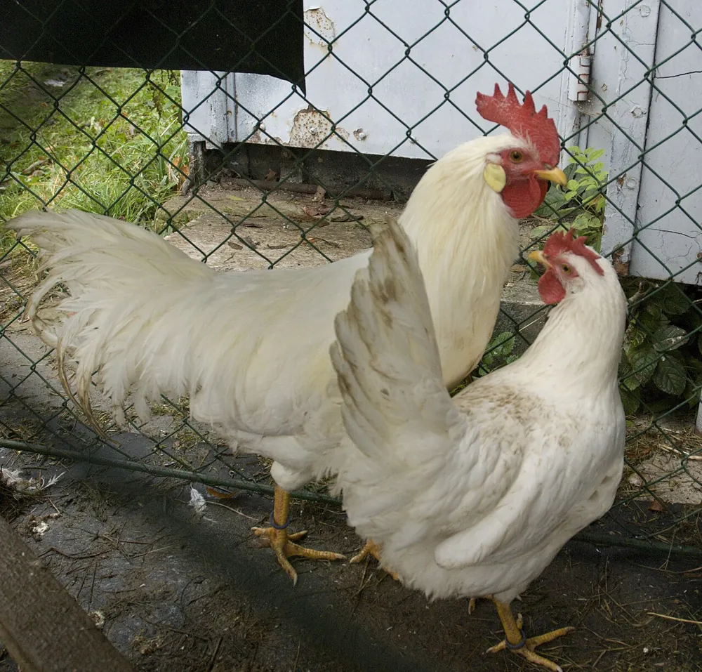 Leghorn