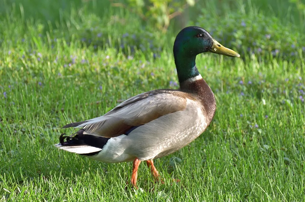 Mallard