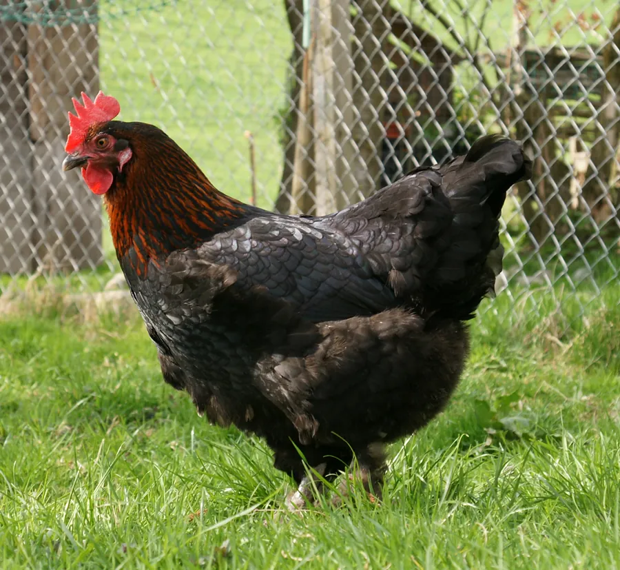 Marans