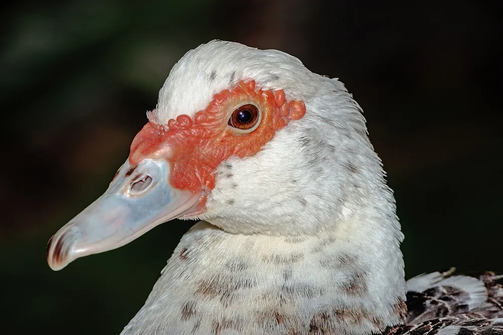 Muscovy Duck