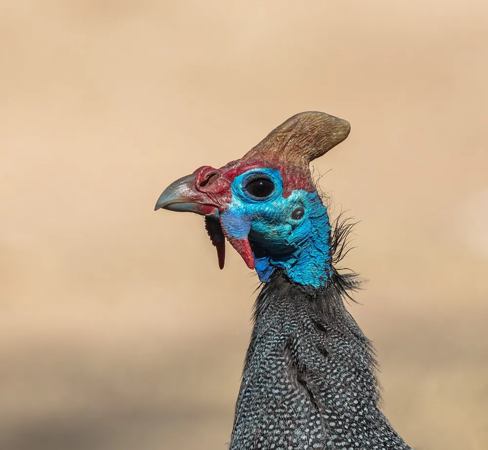 Pearl Guinea Fowl