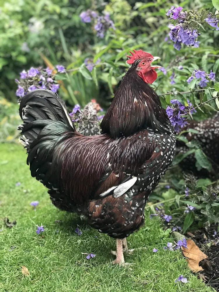 Speckled Sussex