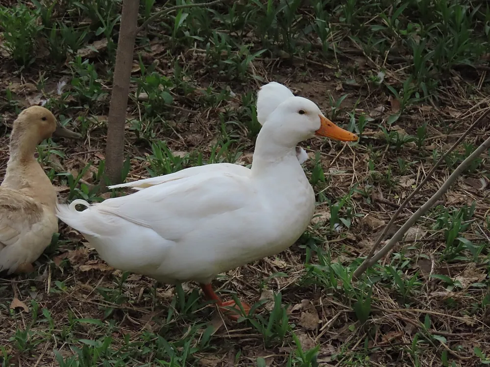 Duck